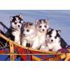 Husky mladi?i